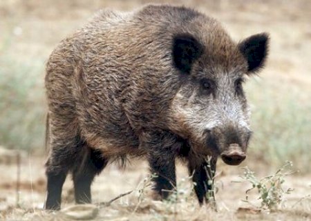 Jovem Resgatado após Ataque de Queixada em Fazenda no Pantanal