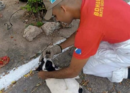 Ataque de abelhas mata cachorro e deixa outros dois feridos em Corumb&aacute;