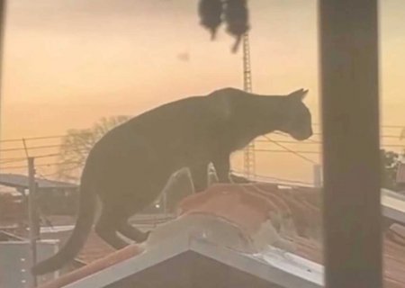 Caminhando pela cidade, filhote de jaguatirica é capturado no Bairro Tiradentes