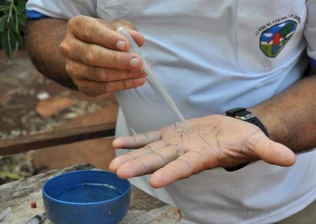 MS tem 7 mil casos prováveis e 4 mortes por dengue