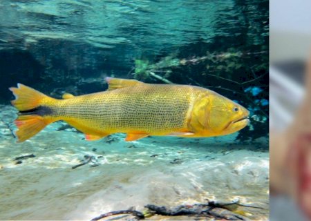 Saiba o que pode ter feito mulher ser atacada por peixe e quase ter pé arrancado em balneário de MS