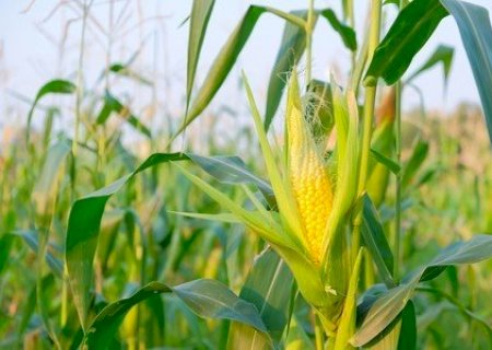 Chuvas irregulares e ataque de pragas ameaçam safra de milho em Sidrolândia