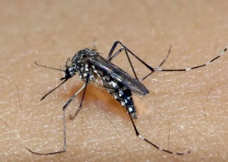 Mulher de 32 anos morre por dengue e Estado ultrapassa 6,5 mil casos no ano
