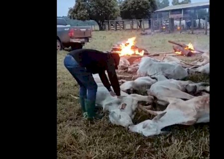 Pecuaristas fazem fogueira para salvar gado do frio na região sul de MS