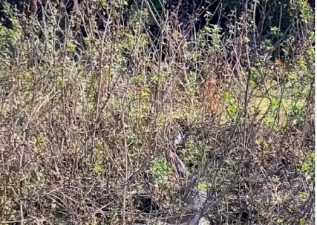 Tamanho de sucuri surpreende guia turístico em Bonito