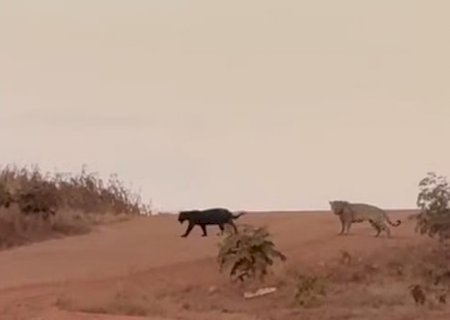 Onça-preta e onça-pintada são flagradas juntas em estrada de MS