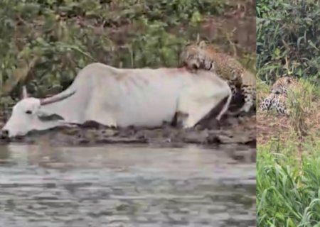VÍDEO: Vaca atola no dia em que onça ensina três filhotes a caçar e vira ‘lanche da tarde’