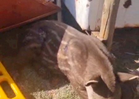 Anta é resgatada após acidente com colheitadeira em fazenda de MS