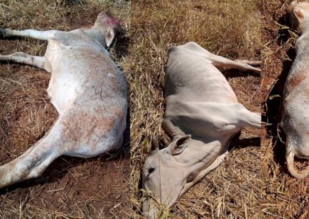 Frio de 2,6°C e 50 milímetros de chuva provocam morte de vacas e bezerros em assentamentos