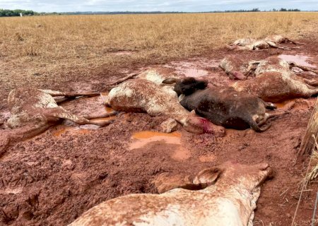 Ondas de frio em Mato Grosso do Sul já mataram 541 Cabeças de gado em 2024