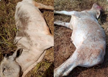 Produtores rurais contabilizam perda de gado com frio extremo em MS