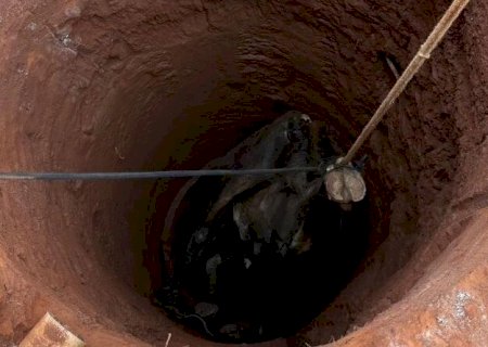 Vaca cai em fossa e bombeiros usam guincho para resgatar animal em MS