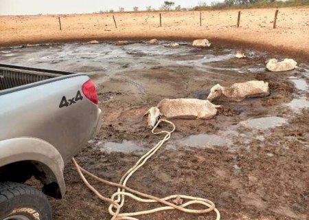 Com seca hist&oacute;rica, gados morrem atolados a procura de &aacute;gua no Pantanal