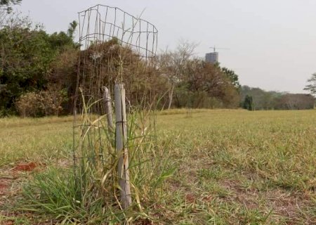 Mudas secam e pomar de guavira n&atilde;o vinga no Parque das Na&ccedil;&otilde;es Ind&iacute;genas