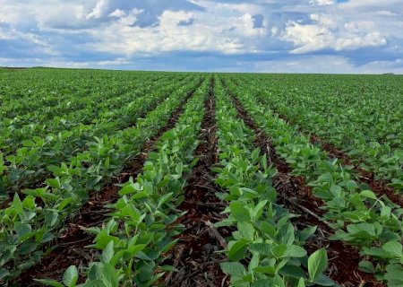 Conheça os 10 municípios mais ricos da agricultura de MS