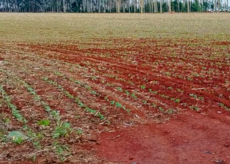 A CRISE CAUSADA PELO BAIXO PREÇO DA SOJA NA AGRICULTURA  BRASILEIRA NA SAFRA DE 2024