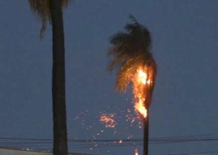 Coqueiro pega fogo ao ser atingido por raio em Corumbá e alerta de tempestade continua