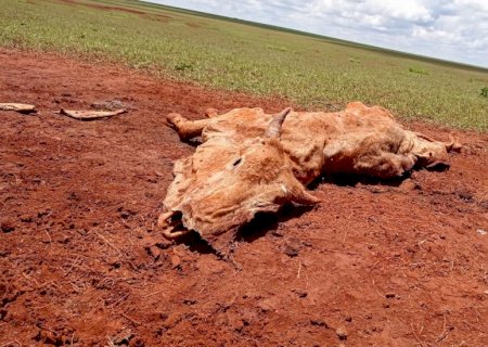 Fiscalização Ambiental constata maus-tratos a animais em fazenda de Dourados