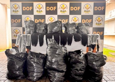 DOF apreende mais de cem quilos de cabelo humano em Maracaju