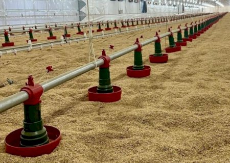 Avicultores contabilizam prejuízo de R$ 6 milhões com a morte de frangos devido à falta de energia elétrica