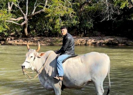 Touro urbano criado como pet e ‘fanático’ por rapadura e manga é atração em Rochedo