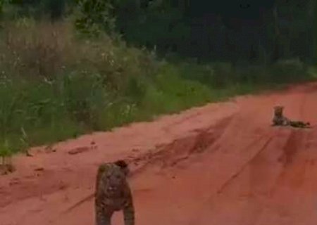 Filhotes de on&ccedil;a s&atilde;o vistos passeando em estrada vicinal de Navira&iacute;