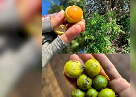 Conheça a água-pomba, fruta que criança engasgou e morreu em MS