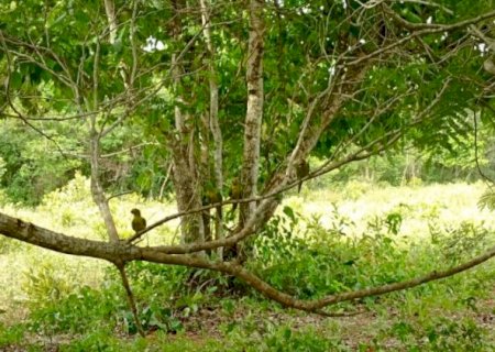 Ap&oacute;s reabilita&ccedil;&atilde;o, 60 animais silvestres s&atilde;o reintegrados na natureza