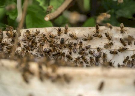 Mulher é hospitalizada após ataque de abelhas em Ivinhema