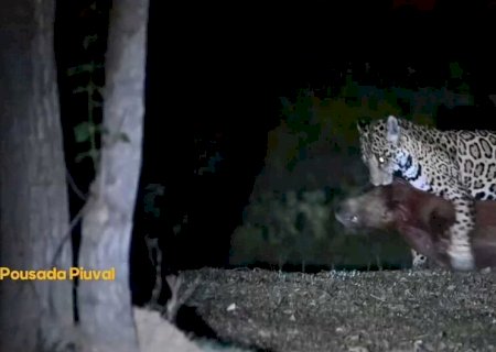 Onça é flagrada abatendo capivara em pousada no Pantanal