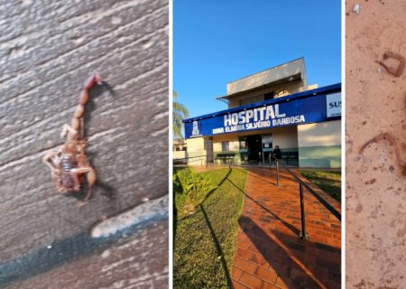 Hospital registrou 11 atendimentos por picada de escorpião e animais se multiplicam em Sidrolândia