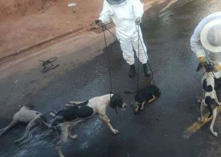 Abelhas em sofá abandonado atacam e matam dois cachorros