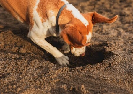 Cuidado com exageros: seu pet precisa se sujar, brincar... Ser animal