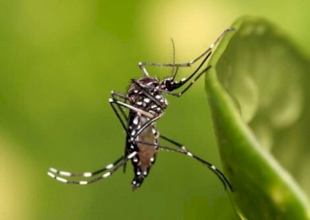Em tr&ecirc;s semanas, MS registra 204 casos confirmados de dengue