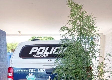 Itaporã: Jovem é preso em Montese por cultivo de maconha