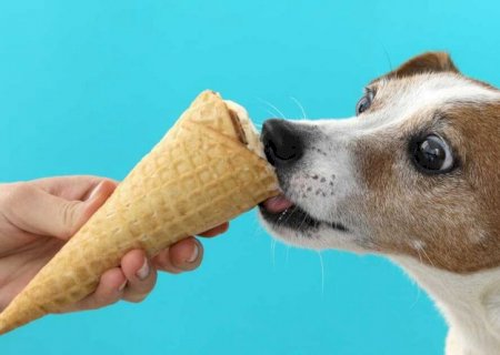 Pet B+: Aprenda a fazer sorvete caseiro para aliviar o calor do seu pet neste verão