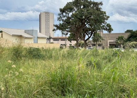 Proprietários descumprem legislação; terrenos viram criadouro do Aedes aegypti e animais peçonhentos