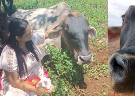 Quase ninguém doa e só compaixão poderá salvar vaca Fumaça de virar bife em MS: ‘me ajudem’