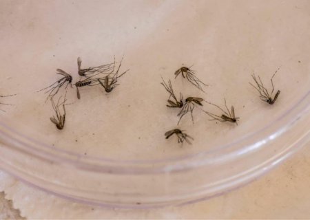 MS é o 2° estado do país com maior incidência de Chikungunya em 2025