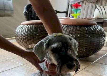 Abandonada duas vezes, cadela schnauzer espera por fam&iacute;lia definitiva