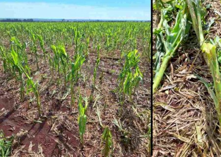 Temporais afetaram 500 hectares de lavoura de milho em MS