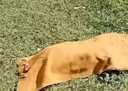 Populares encontram cachorro carregando feto humano na boca em área de matagal
