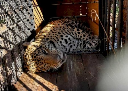 Onça que devorou caseiro no Pantanal chega a instituto onde viverá em cativeiro