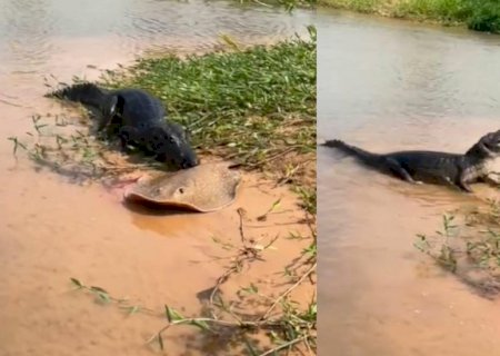 VÍDEO: Jacaré paga caro por querer comer arraia em rio de Mato Grosso do Sul