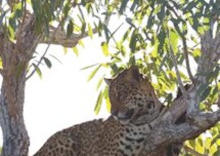On&ccedil;a-pintada Dakari &eacute; flagrada brincando no alto das &aacute;rvores