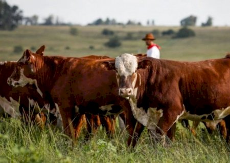 Carne de pasto x confinamento: qual leva vantagem em sabor e saúde