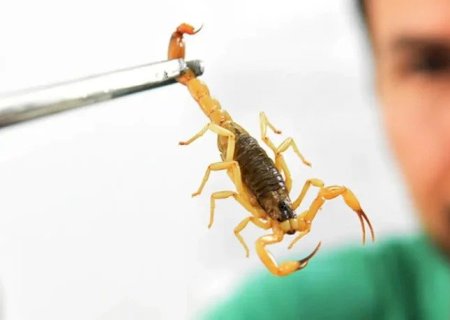 Escorpiões são responsáveis por 75% dos acidentes com animais peçonhentos em MS