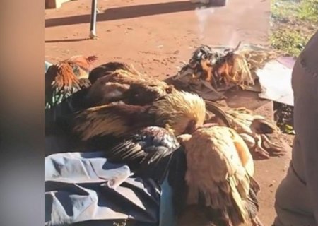 Vídeo -Galinhas ficam petrificadas após clima glacial em MS: ‘estão morrendo de frio’
