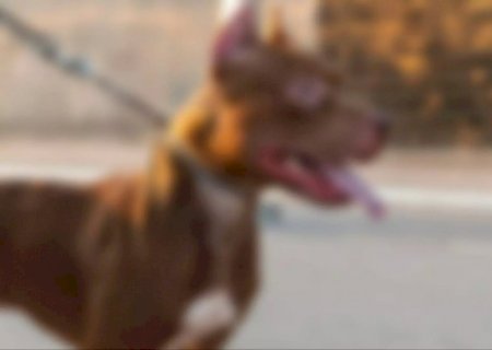 Pit bull é morto a facadas após invadir residência no Jardim Noroeste