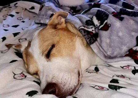 Dormir com o pet na cama pode ou n&atilde;o pode? Veterin&aacute;rio explica